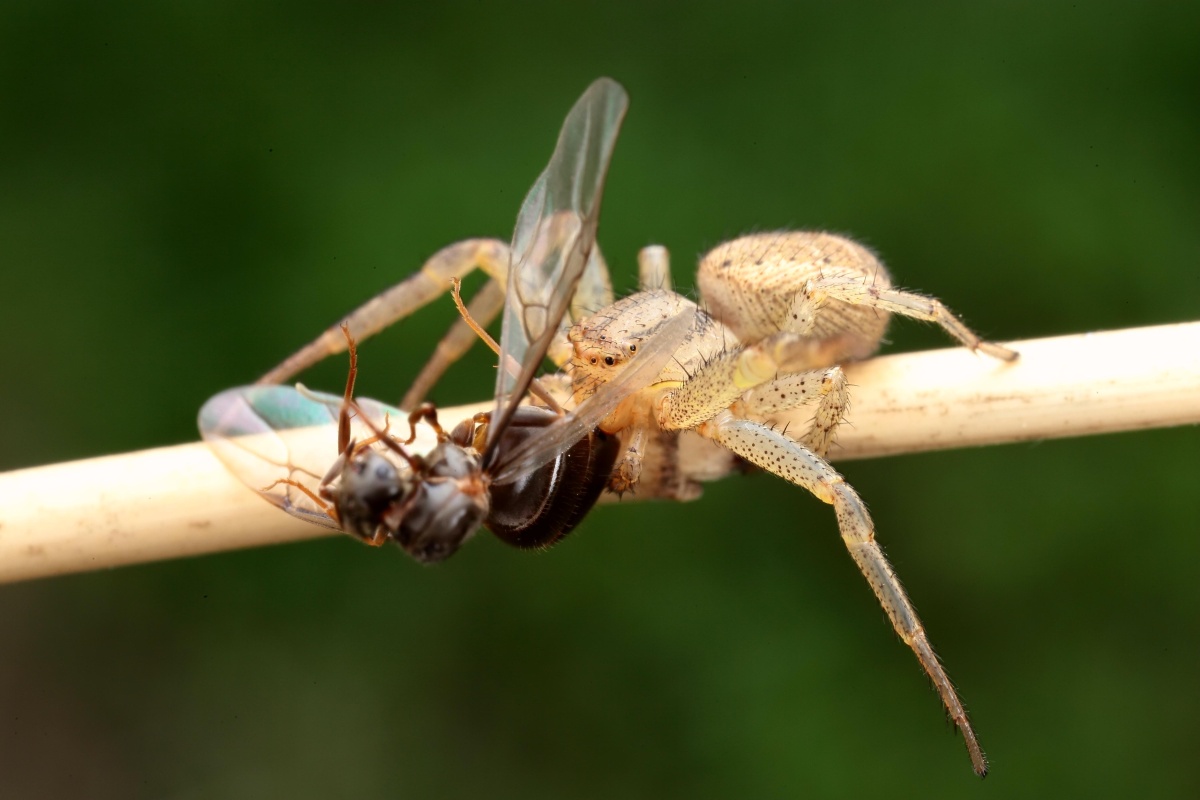 【蟹蛛猎杀】-六渡河