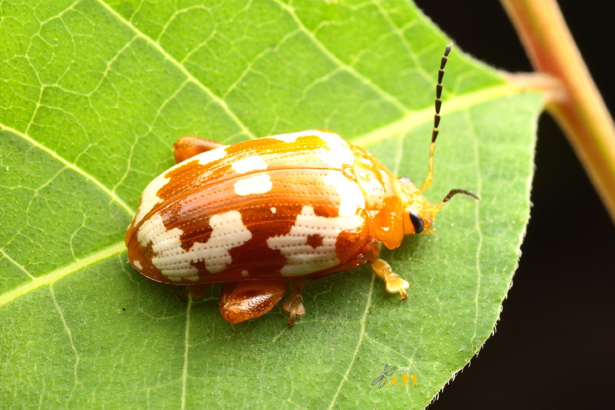 【白纹大金花虫】