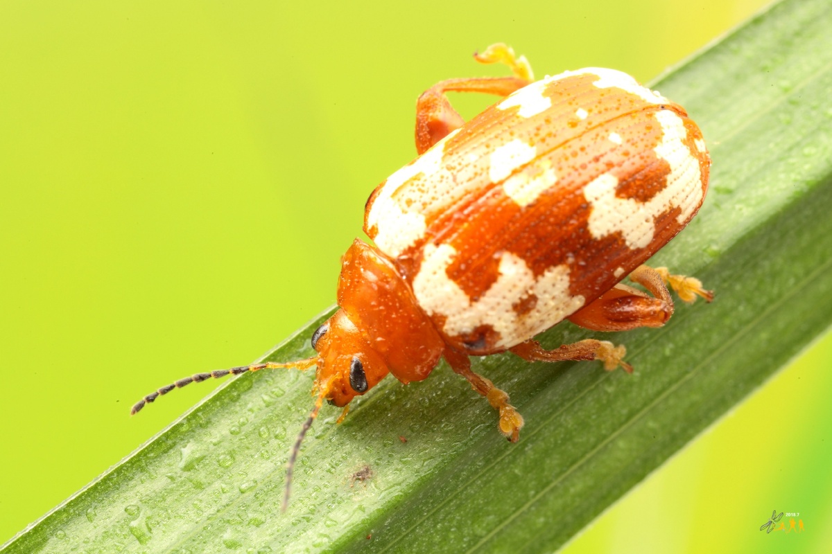 【白纹大金花虫】