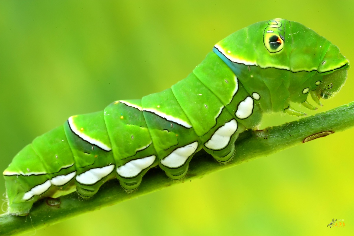 【花椒凤蝶幼虫】-神堂峪 幼虫时期 幼虫体长45mm左右,黄绿色,后胸背