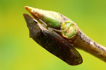 355766