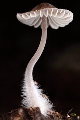 294576
