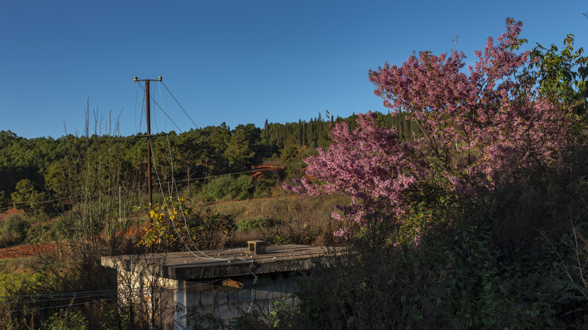 2020年12月13日北方已经是冰天雪地可云南省建水县甸尾乡黑箐村委会的