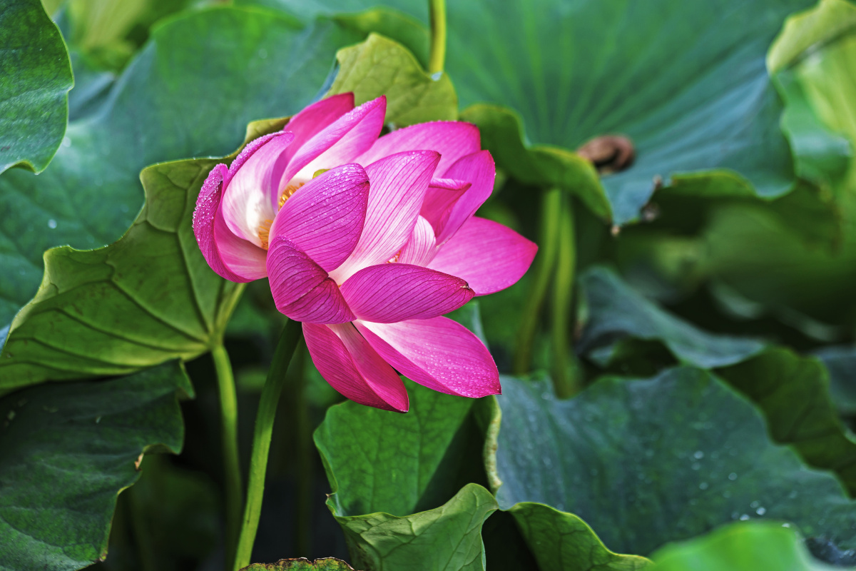 粉色荷花 - 小场合 - 图虫