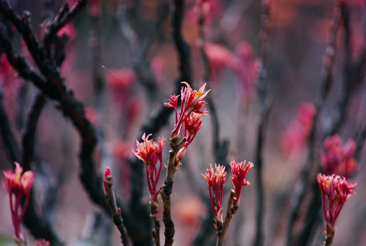 牡丹  花苞初枝头 妖红翠欲流