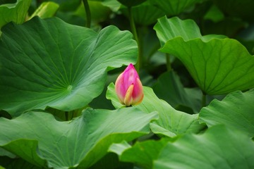 IMGP1295.JPG