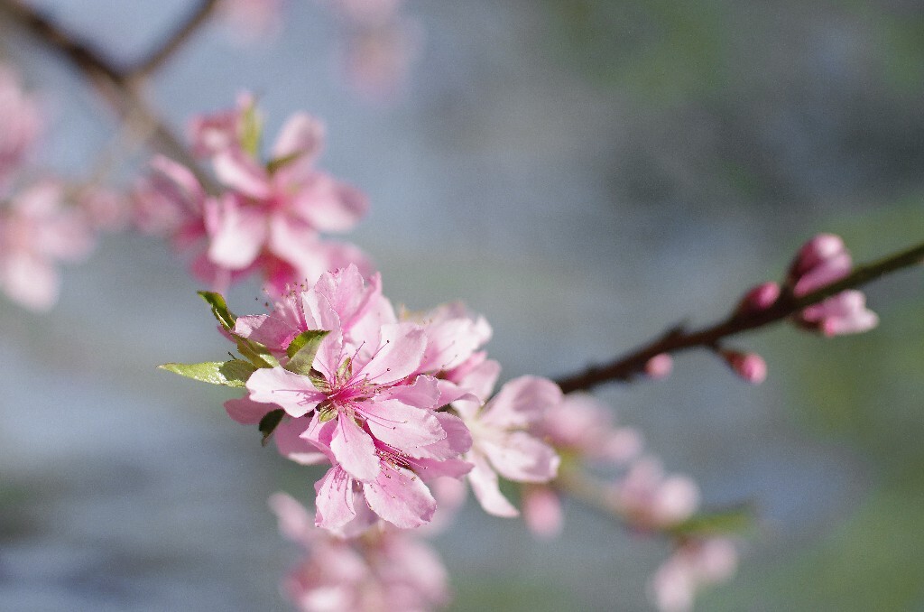 4月。校园里桃花灿烂的开着。那时的状态却是大学阶段的最低谷,整夜整夜的失眠。现在想一想,那时反而能最真切的感受到自我的存在。