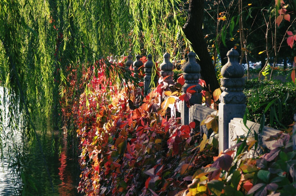 10月。迎来了秋天。校河一带一如既往的漂亮,而我终于肯单纯地欣赏风景了。