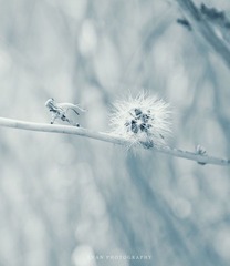 纯