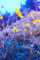 花 绮