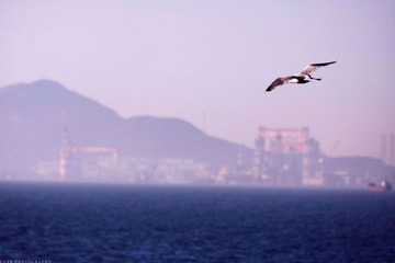 海鸥