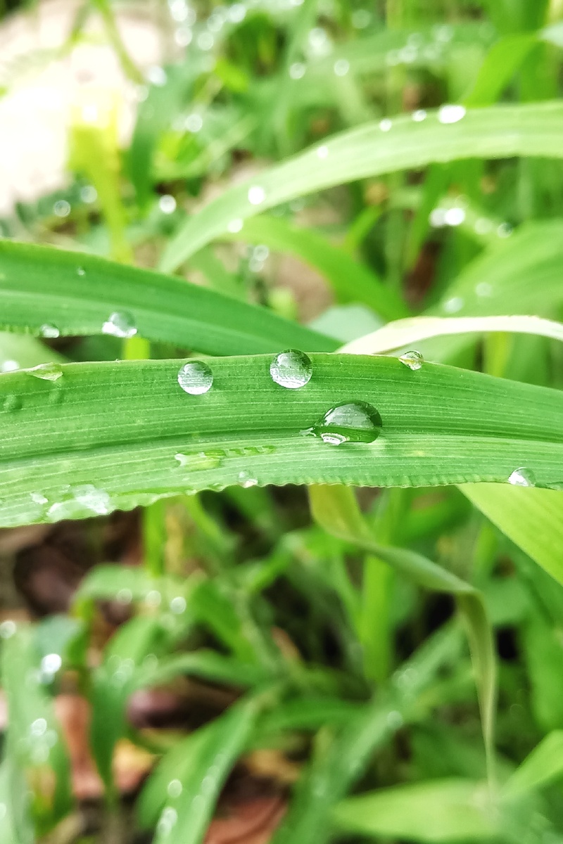 甘露- huaix813 - 图虫网 - 优质摄影师交流社区