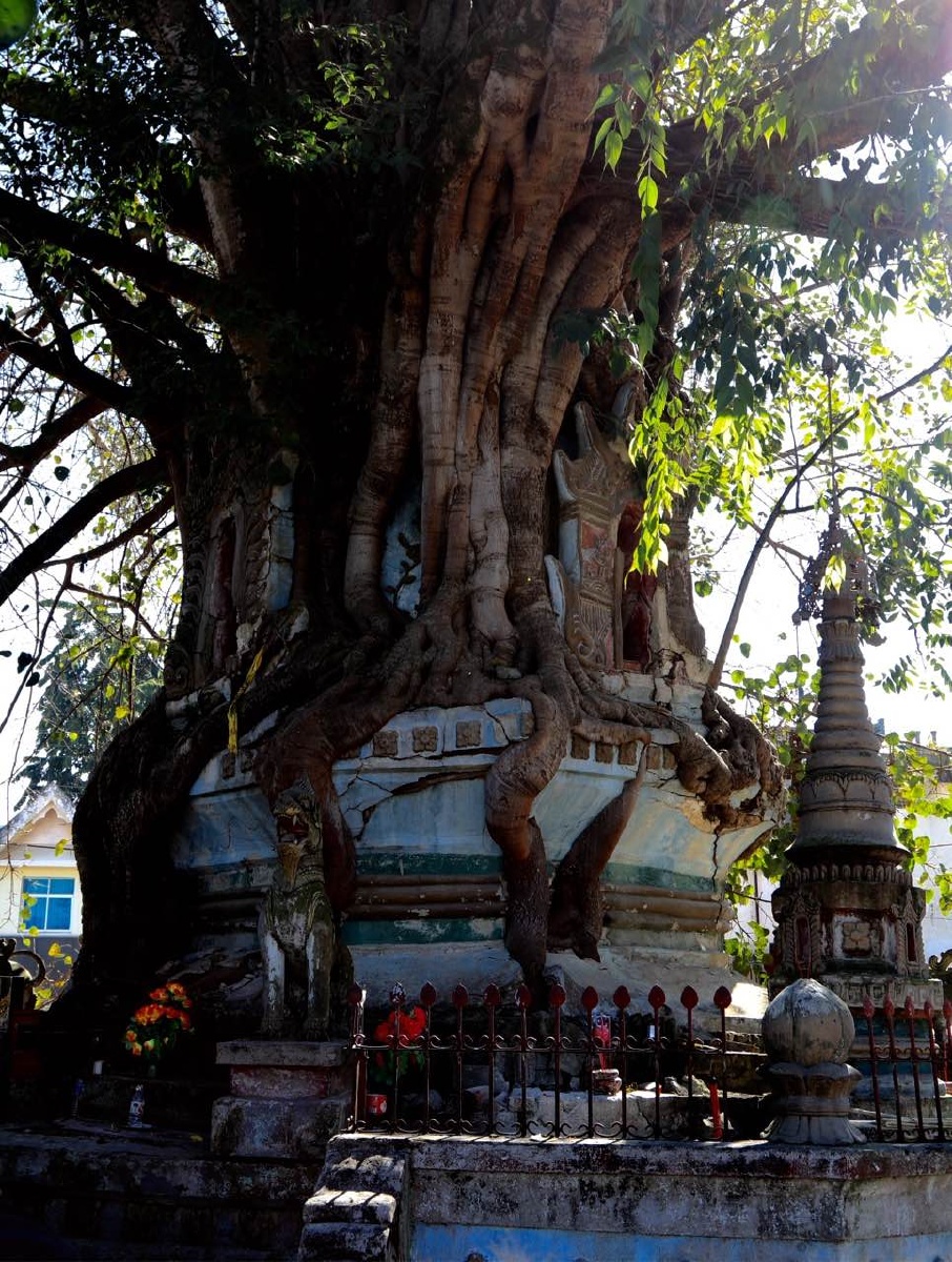 树包塔.(云南芒市拍摄)