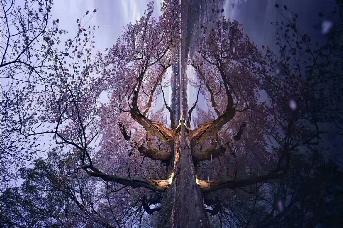 樱花倒影