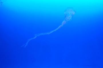 水母