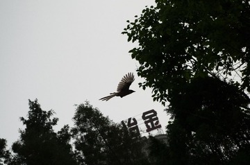 IMGP0227.jpg