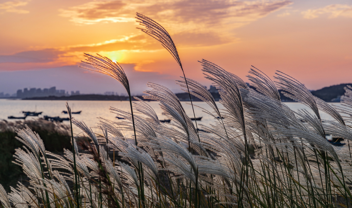 唐岛湾芦苇荡 - 摄影师启轩 - 图虫