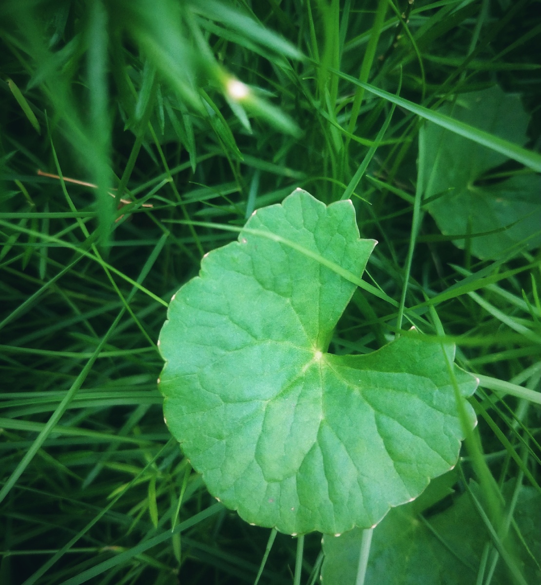 绿色心情都是不错的和平色
