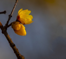 118018