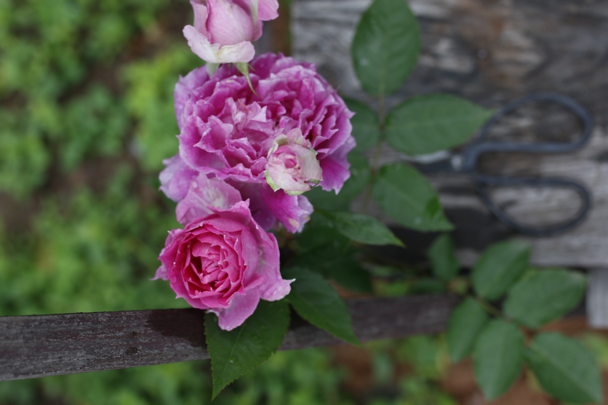 莳花记月季天方夜谭花量多香味好闻不易得病的一款