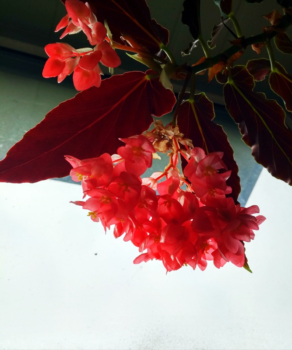 又见龙翅海棠花儿开