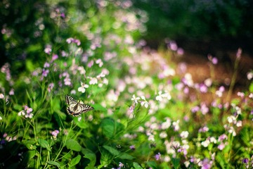 IMG_8036a.jpg