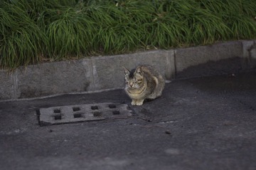 财大小野猫
