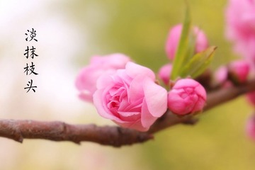 IMG_2678_