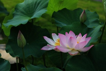 IMG_4215_Fotor