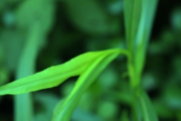 IMG_4601_Fotor
