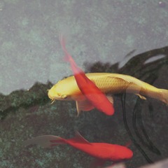 IMG_4924_Fotor