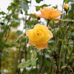 IMG_5273_Fotor
