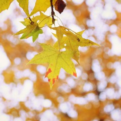 IMG_5372_Fotor