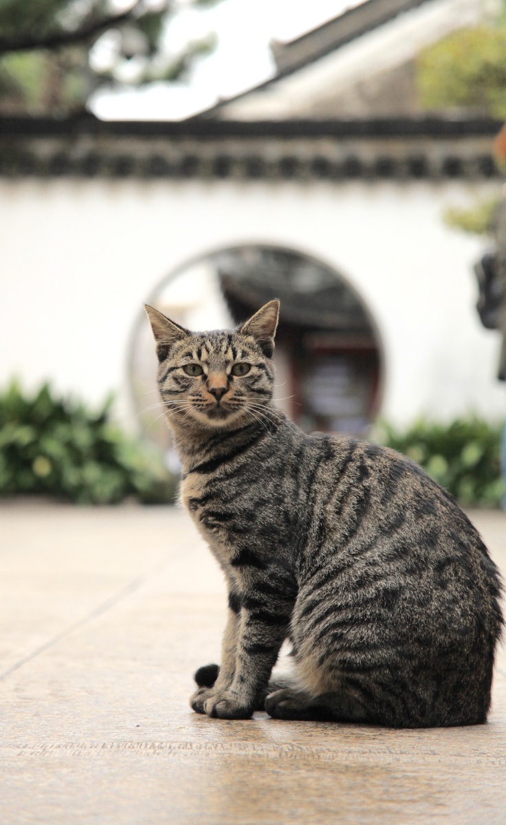 豫园的猫