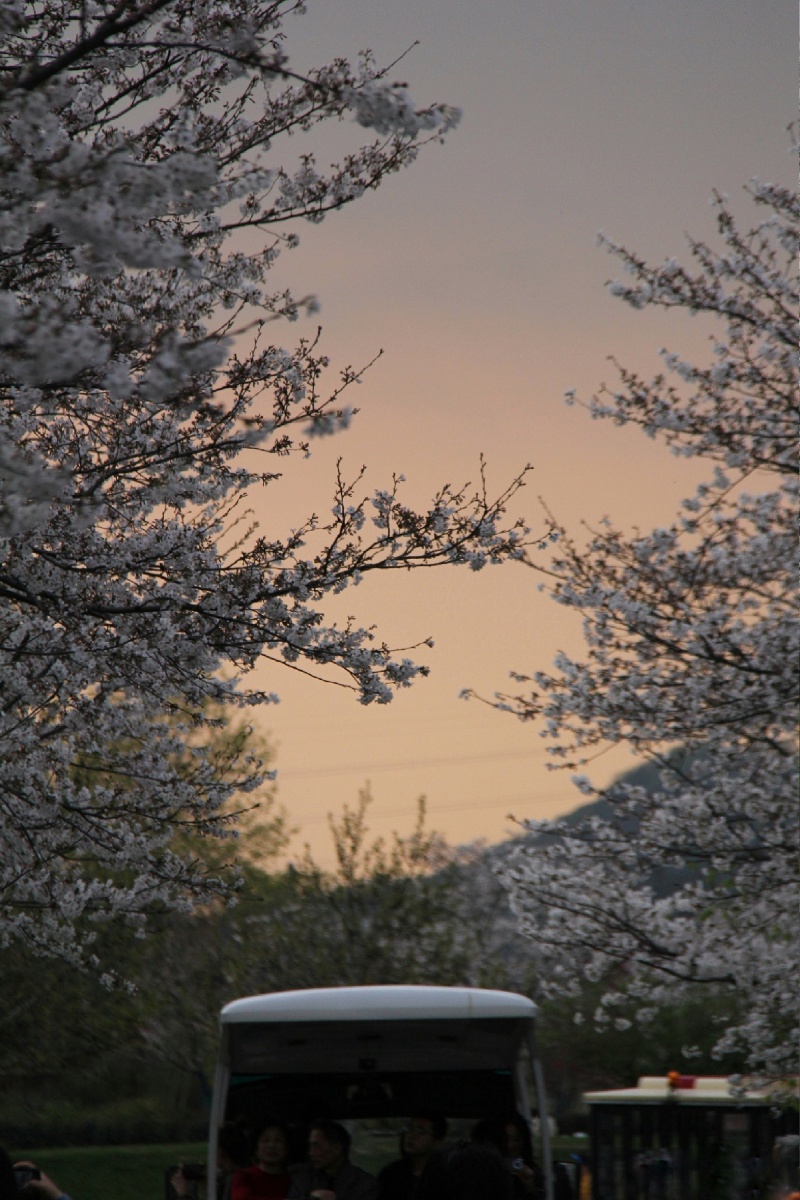 樱园暮景