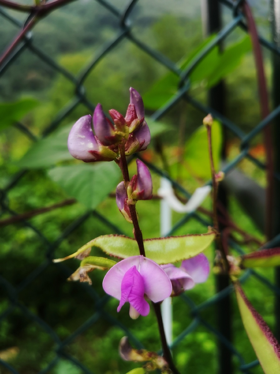 手机随手拍之豆荚花