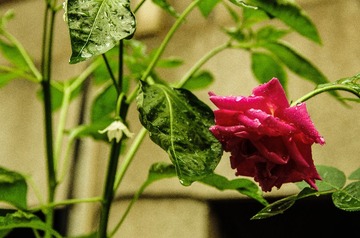 IMGP8954.jpg
