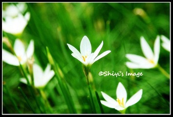 小白花