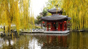 学校的油菜花1