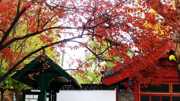学校的油菜花3