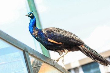 IMG_9422s