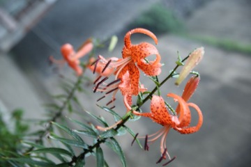照片 203.jpg