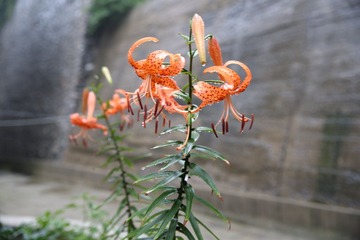 照片 215.jpg