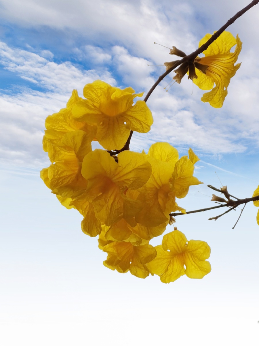 花儿朵朵黄花风铃木(巴西国花) - 夏朗轩 - 图虫