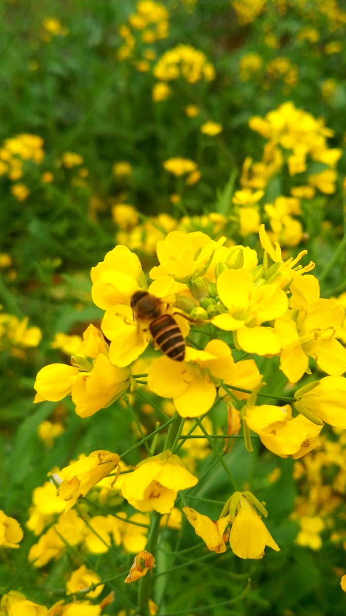 春天油菜花开了蜜蜂在花丛中采蜜