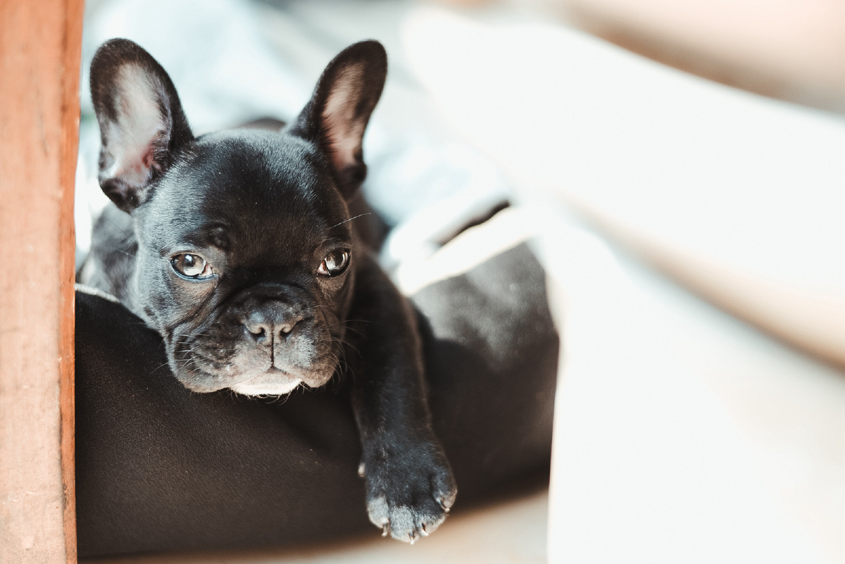 小法斗dou的日常