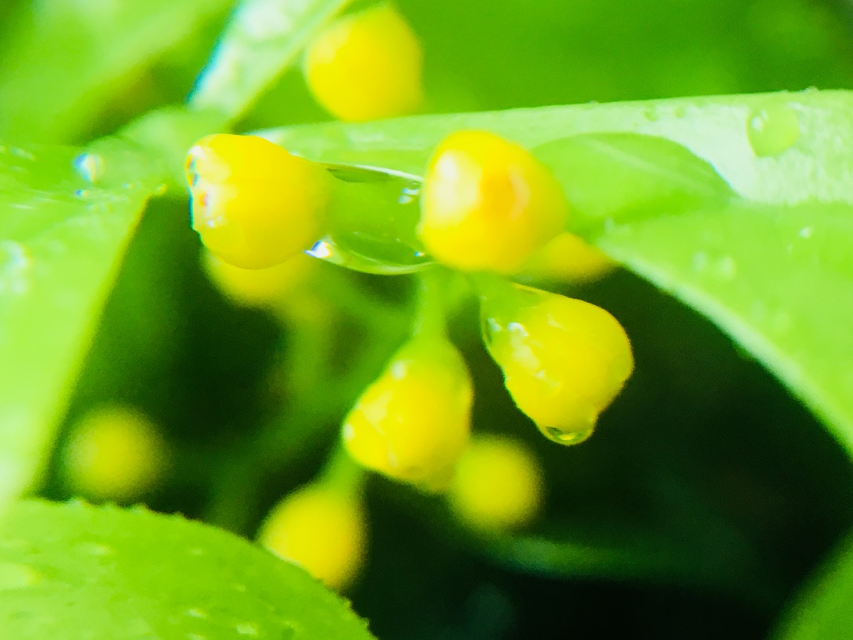 晨光中的米兰香