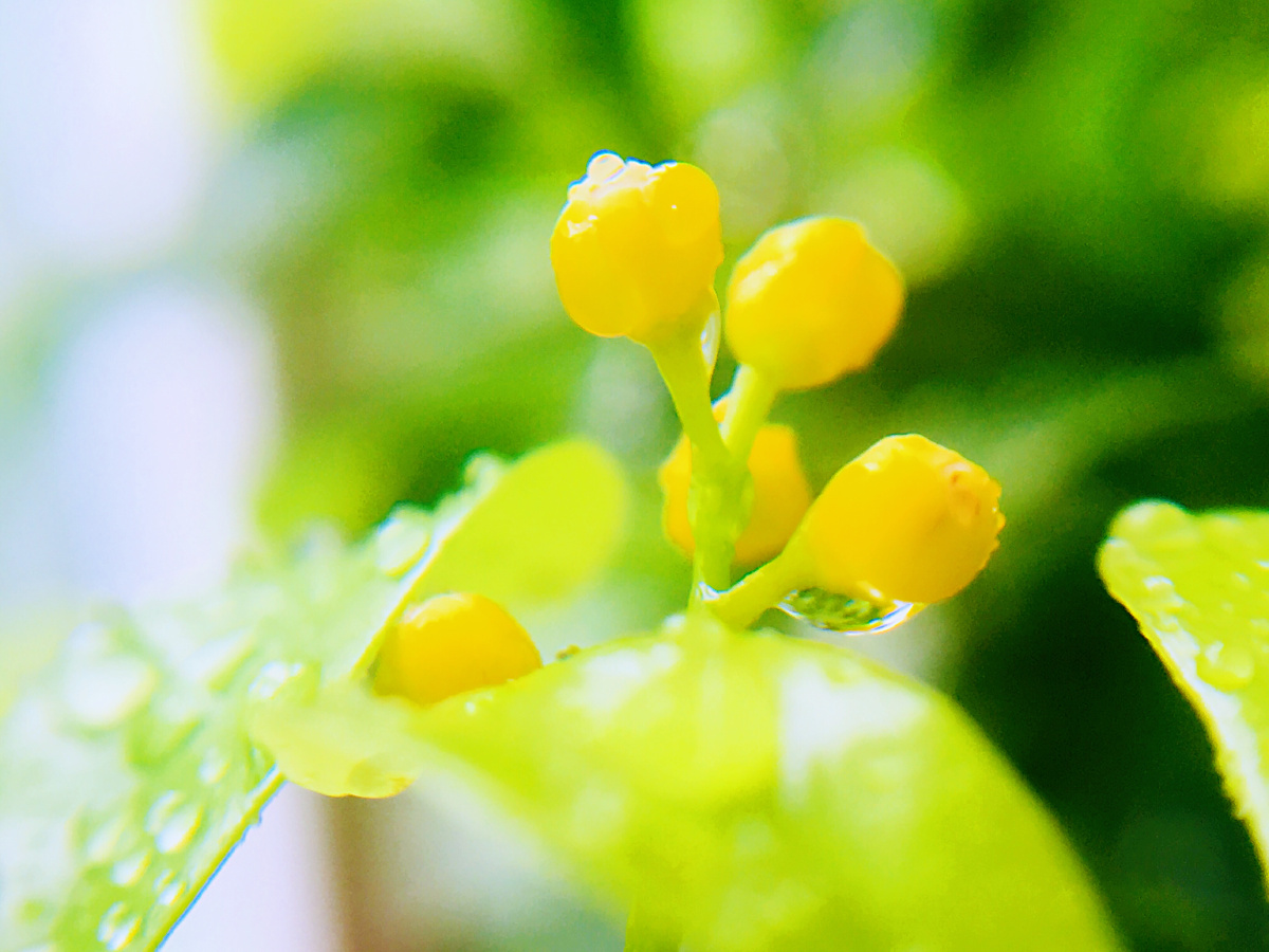 晨光中的米兰香