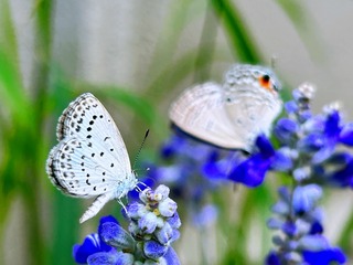 07AD0437-A03A-4464-AC4E-750C4FC8CD37/L0/001
