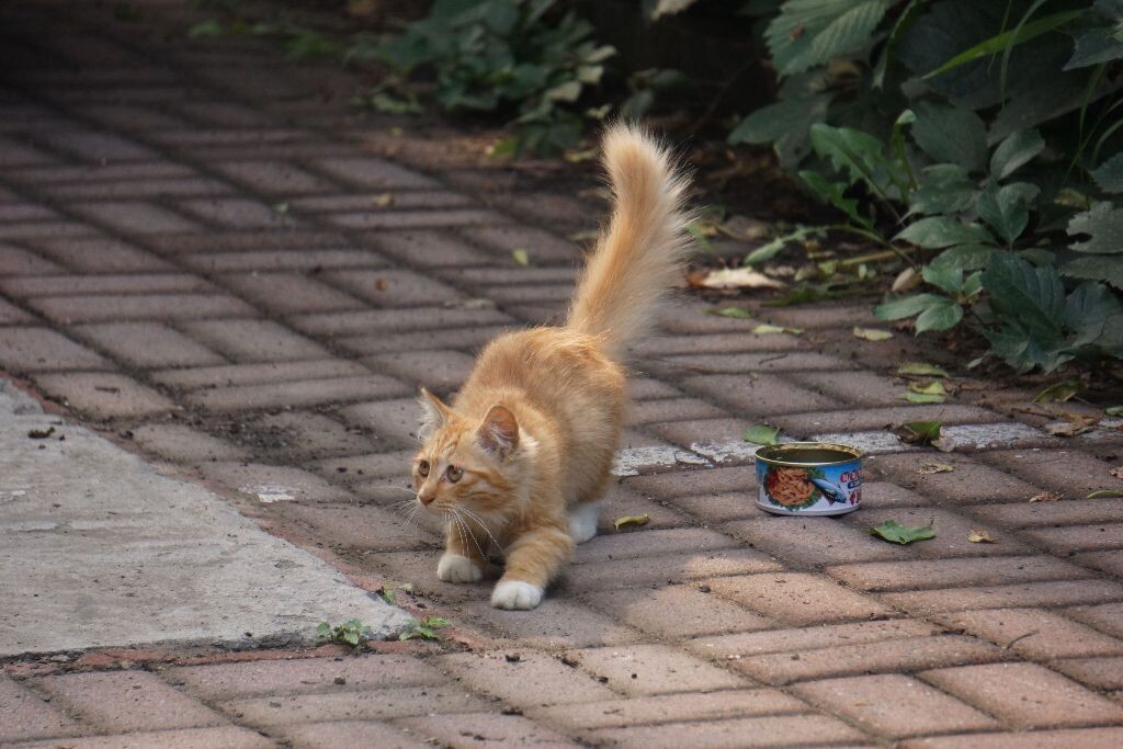 猫趣<br />
